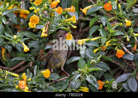 Slaty Flowerpiercer, Diglossa plumbea (Diglossa plumbea), femmina, Sud America Foto Stock