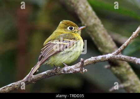 Flycatcher giallastro (Empidonax flavescens), Sud America Foto Stock