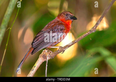 Rosso-throated ant-tanager (Habia fuscicauda), maschio, Sud America Foto Stock