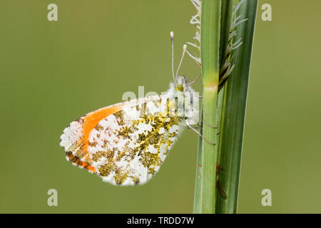Arancio-punta (Anthocharis cardamines), a carici, Paesi Bassi Foto Stock