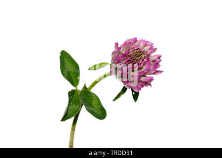 Trifoglio rosso (Trifolium pratense), fioritura, ritaglio Foto Stock