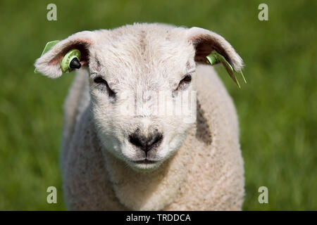 Pecore Texel (Ovis ammon f. aries), agnello in piedi su un pascolo, ritratto, Paesi Bassi, Texel Foto Stock
