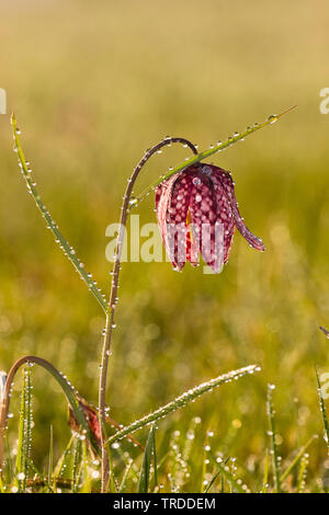 Fritillary comune, snake-testa (fritillaria Fritillaria meleagris), fiore con gocce di pioggia, Paesi Bassi Overijssel, Uiterwaarden Zwarte acqua en Vecht Foto Stock