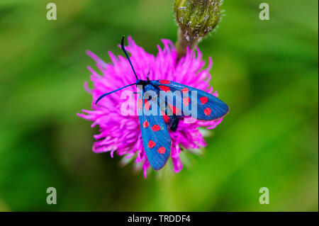 Sei-spot Burnett (Zygaena filipendulae, Anthrocera filipendulae), sul fiore viola, Italia Foto Stock