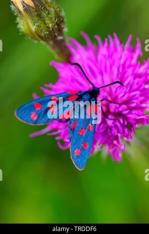 Sei-spot Burnett (Zygaena filipendulae, Anthrocera filipendulae), sul fiore viola, Italia Foto Stock