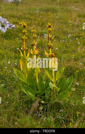 Giallo (genziana lutea Gentiana), appassiti, Italia, Monte Baldo Foto Stock