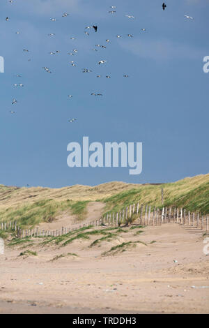 Aringa gabbiano (Larus argentatus), gregge volare sopra le dune a Katwijk aan Zee, Paesi Bassi, South Holland, Katwijk aan Zee Foto Stock