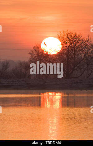 Uiterwaarden Vecht en Zwarte acqua a sunrise, Paesi Bassi Overijssel Foto Stock