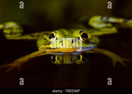 Piscina rana, poco waterfrog (Rana lessonae, Pelophylax lessonae), in acqua, Paesi Bassi Foto Stock