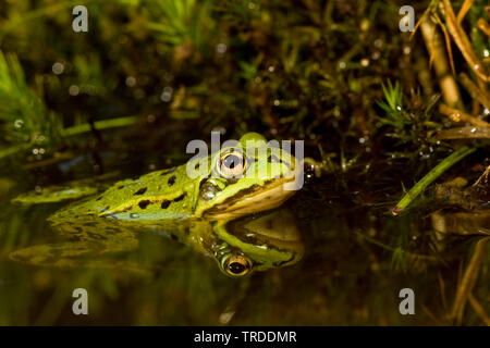 Piscina rana, poco waterfrog (Rana lessonae, Pelophylax lessonae), in acqua, Paesi Bassi Foto Stock