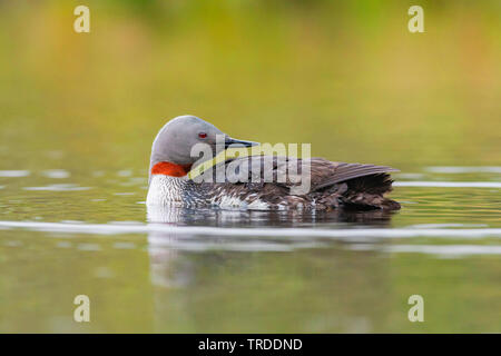 Rosso-throated diver (Gavia stellata), nuoto in allevamento piumaggio, Norvegia Foto Stock