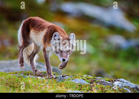 Volpe Artica, volpe polare (Alopex lagopus, Vulpes lagopus), volpe polare vixen in estate rivestire va di stalking, Norvegia Foto Stock