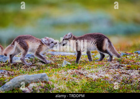 Volpe Artica, volpe polare (Alopex lagopus, Vulpes lagopus), due volpe polare pub sniffing a ciascun altro, Norvegia Foto Stock