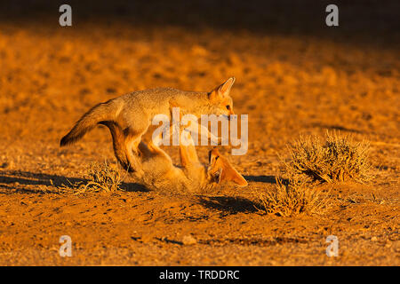 Capo volpe (Vulpes vulpes chama), due romping cape volpi, Namibia Foto Stock