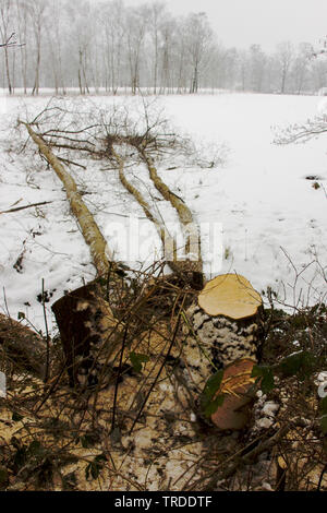 Tritare ad albero in inverno, Paesi Bassi Overijssel, Vecht en Beneden Regge Foto Stock