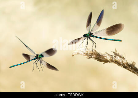 Western demoiselle (Calopteryx xanthostoma), demoiselle da the Waterside, Francia Foto Stock