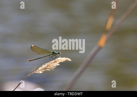 Western demoiselle (Calopteryx xanthostoma), da the Waterside, Francia Foto Stock