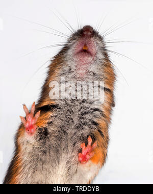 Mouse di legno, long-tailed field mouse (Apodemus sylvaticus), testa da sotto Foto Stock