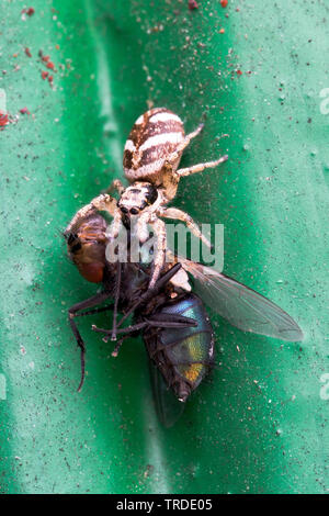 Zebra jumper (Salticus scenicus), con la preda, Paesi Bassi Foto Stock