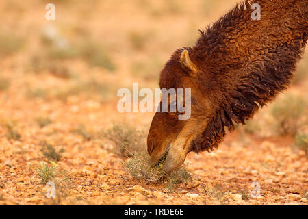 Dromedario, one-humped camel (Camelus dromedarius), alimentando nel deserto roccioso, ritratto, Marocco, Boulmane Foto Stock