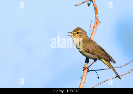 Willow trillo (Phylloscopus trochilus), cantando maschio, Paesi Bassi, Frisia Foto Stock