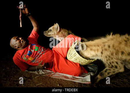 Spotted hyena (Crocuta crocuta), iena uomo di Harar alimentare due iene, Etiopia, Harar Foto Stock