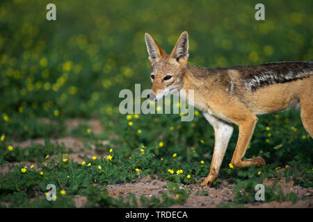 Nero-backed jackal (Canis mesomelas), a piedi, in vista laterale, Sud Africa, Kgalagadi transfrontaliera Parco Nazionale Foto Stock