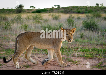 Lion (Panthera leo), passeggiate capretti lion, Sud Africa Foto Stock