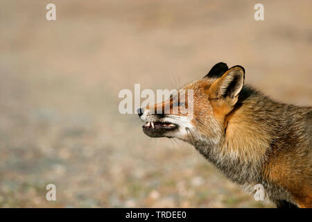 Red Fox (Vulpes vulpes vulpes), minaccioso, Paesi Bassi, Ijmuiden Foto Stock