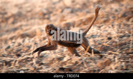 Gelada, i babbuini gelada (Theropithecus gelada), corsa, Etiopia, Simien Mountains National Park Foto Stock