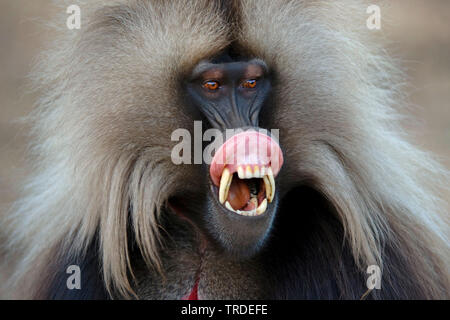 Gelada, i babbuini gelada (Theropithecus gelada), a denti stretti, Etiopia, Simien Mountains National Park Foto Stock