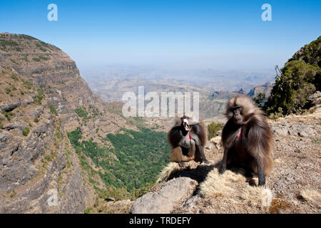 Gelada, i babbuini gelada (Theropithecus gelada), Geladas nelle montagne Semien, Etiopia, Simien Mountains National Park Foto Stock