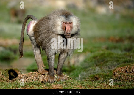 Hamadryas babbuino, sacro babbuino (Papio hamadryas), Etiopia, inondato Parco Nazionale Foto Stock