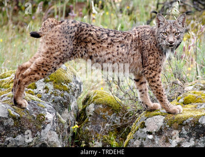 Spagnolo (Lynx Lynx pardinus), maschio in piedi su massi, Spagna, parco nazionale di Donana Foto Stock