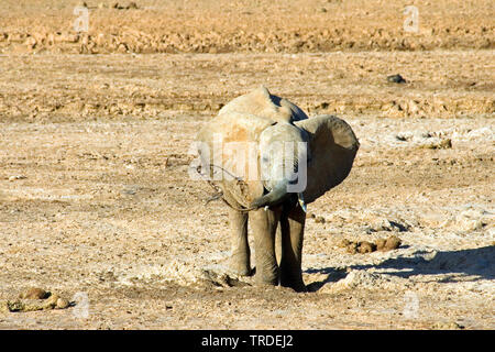 Elefante africano (Loxodonta africana), Kenya, Samburu Riserva nazionale Foto Stock