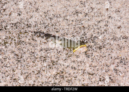 Pesce gatto europeo, wels, siluro, wels siluro (Silurus glanis), si nutrono di effimere alla superficie dell'acqua, in Germania, in Baviera Foto Stock