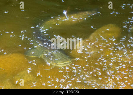 Pesce gatto europeo, wels, siluro, wels siluro (Silurus glanis), si nutrono di effimere alla superficie dell'acqua, in Germania, in Baviera Foto Stock