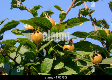 Nespole (Mespilus germanica), frutti immaturi su un albero, Italia, Toscana Foto Stock