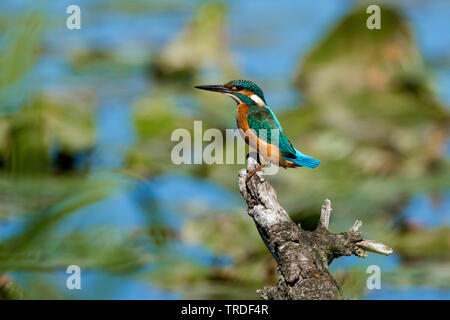 Fiume kingfisher (Alcedo atthis), su un belvedere a lago, in Germania, in Baviera, il Lago Chiemsee Foto Stock