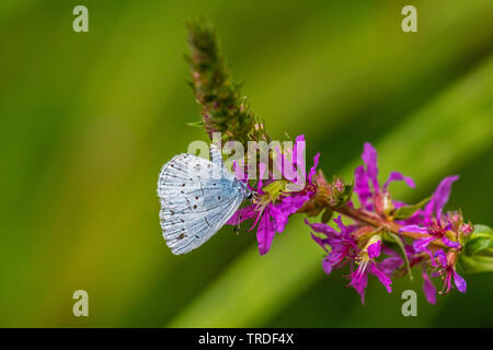 Holly blu, Holly-Blue (Celastrina argiolus, Celestrina argiolus, Cyaniris argiolus, Lycaena argiolus), bere il nettare purple loosestrife, in Germania, in Baviera Foto Stock