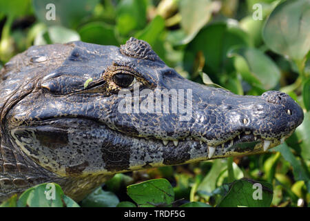 Caimano dagli occhiali (Caiman crocodilus), ritratto, Brasile, Pantanal Foto Stock