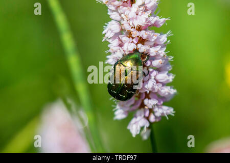 Rose (chafer Cetonia aurata), mangiare il polline del fiore di un knotweed , Germania Baviera, Alta Baviera, Baviera superiore Foto Stock