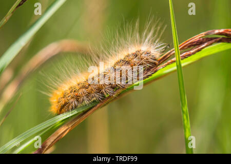 Ermellino bianco tarma (Spilosoma lubricipeda, Spilosoma menthastri, Spilosoma lubricipedum), Caterpillar sull'erba, in Germania, in Baviera, Alta Baviera, Baviera superiore Foto Stock