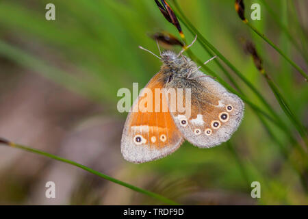 Grande heath (Coenonympha tullia, Coenonympha typhon), seduti a erba, Austria, Tirolo Foto Stock