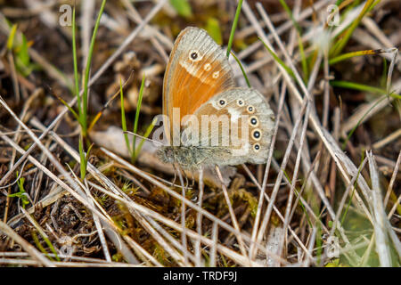 Grande heath (Coenonympha tullia, Coenonympha typhon), seduto a terra tra erba secca, Austria, Tirolo Foto Stock