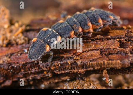 Piccolo coleottero fulmini (Lamprohiza splendidula, Phausis splendidula), larva alla ricerca di cibo, in Germania, in Baviera, Niederbayern, Bassa Baviera Foto Stock