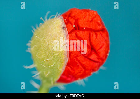 Comune di papavero, mais, papavero rosso papavero (Papaver rhoeas), apertura bud, in Germania, in Baviera Foto Stock
