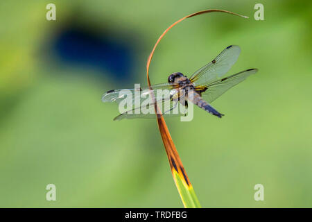 Quattro-spotted libellula, quattro-spotted chaser, quattro spot (Libellula quadrimaculata), atterraggio su una secca stelo reed, Austria, Tirolo Foto Stock