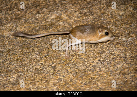 Merriam il ratto canguro (Dipodomys merriami), Stati Uniti, California Foto Stock