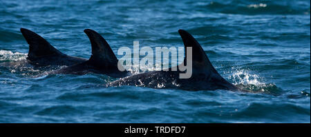 Risso, Dolphin grampus grigio, bianco-guidato grampus (Grampus griseus), in corrispondenza della superficie dell'acqua, Stati Uniti, California Foto Stock